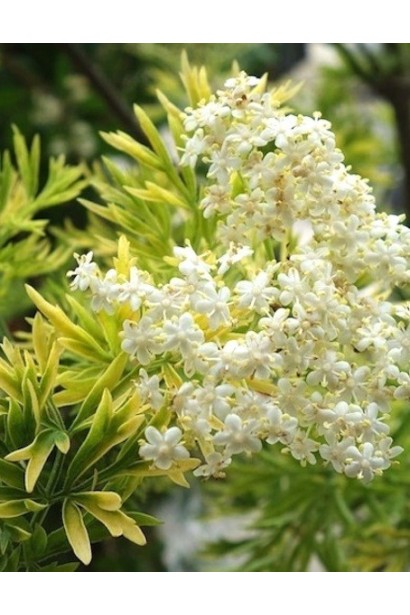 Бузина черная Голден Тауэр белые соцветия